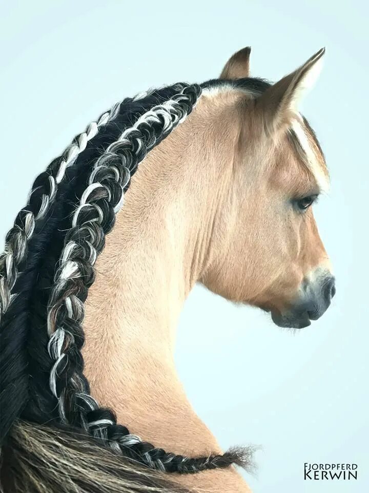 Красивые прически лошадям Double mane braid. Running braid. Long mane. Horses. Horses, Horse mane, Horse m