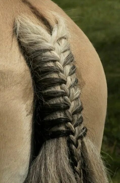 Красивые прически лошадям 10 популярных идей на тему "hairstyles for riding horses" для вдохновения