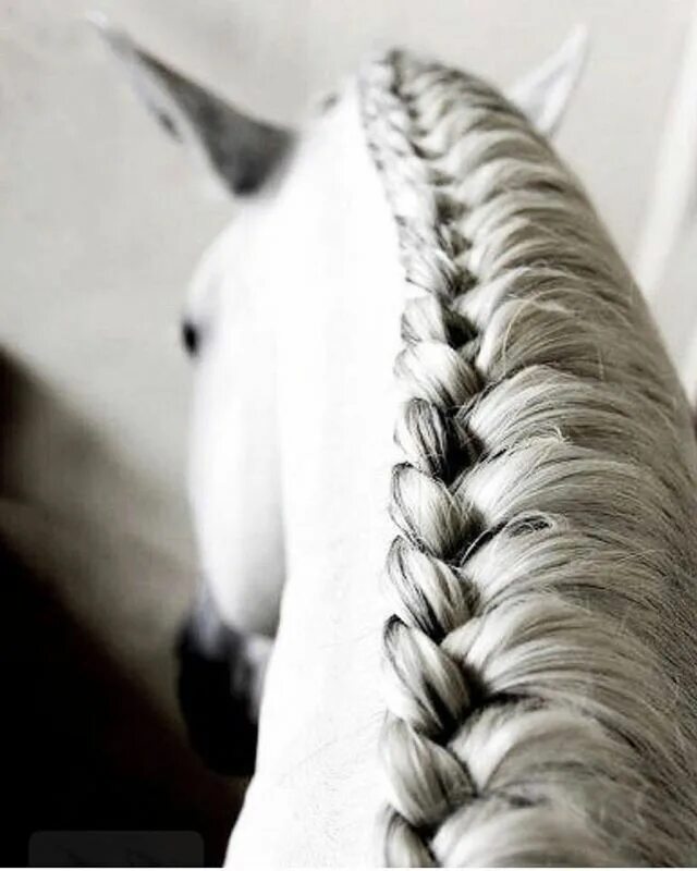 Красивые прически лошадям Feliz Miércoles de Parte de sus amigos @elpotrerito Horse braiding, Show horses,
