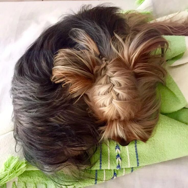 Красивые прически йорку tiffydog.net Yorkie hairstyles, Yorkie haircuts, Dog haircuts