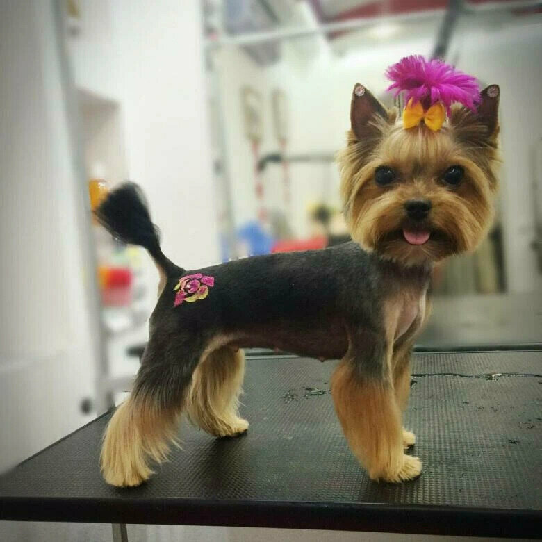 Красивые прически йорку Striglli. Groom, зоосалон, зоопарикмахерская, ул. Энергетиков, 1, Сургут - Яндек