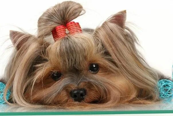 Красивые прически йорку Yorkshire Terrier: características, carácter, cuidados y más Dog eyes, Dogs, Ted