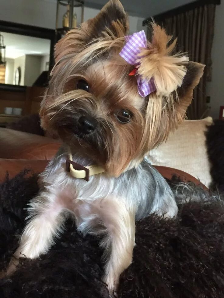 Красивые прически йорку Pin by Emelie Irene on All about yorkies Yorkshire terrier, Yorkie terrier, York