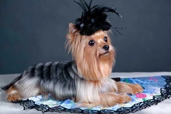 Красивые прически йорку Designer yorkie haircut - picture Yorkshire terrier, Yorkshire terrier teacup, Y