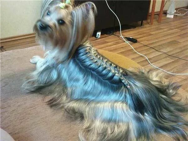 Красивые прически йорку Pin on Yorkies