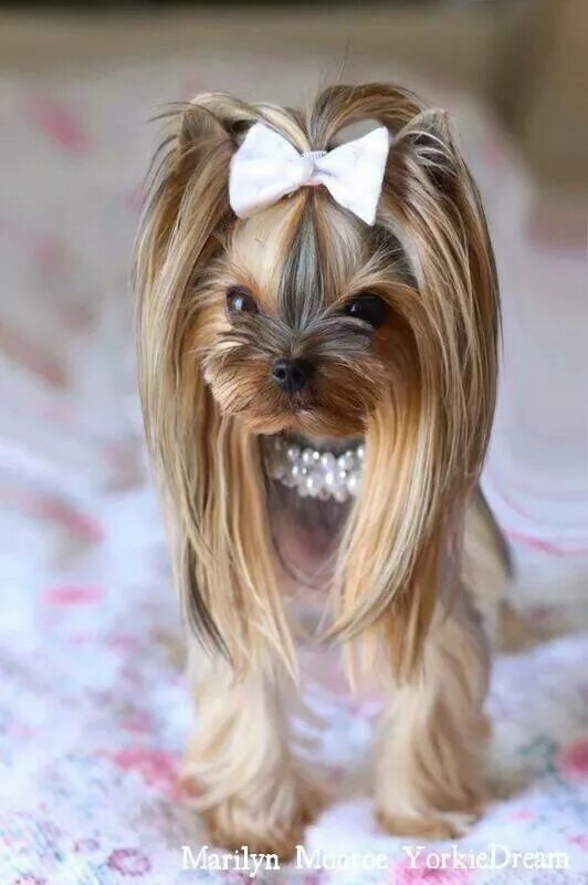 Красивые прически йорку Pin on Beagles & yorkies Yorkie puppy, Yorkshire terrier puppies, Yorkshire terr