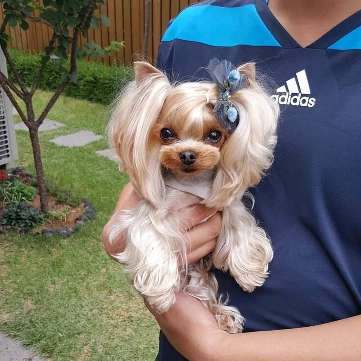 Красивые прически йорку Papa kauwgom. . #Yorkshireterrier #yorkie #dogstagram #Yorkshire ... - Yorkshire