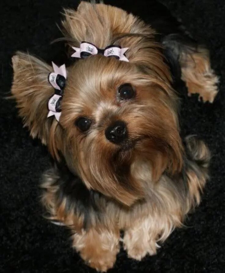 Красивые прически йорку Pin on Собачья страничка Yorkshire terrier puppies, Yorkshire terrier dog, Yorks