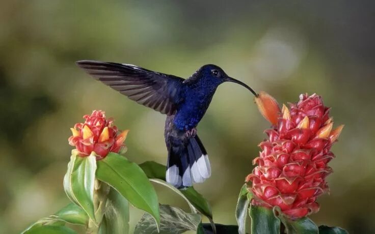 Красивые птицы фото Flowers and bird, hummingbird, 4k Bird, Hummingbird wallpaper, Beautiful birds