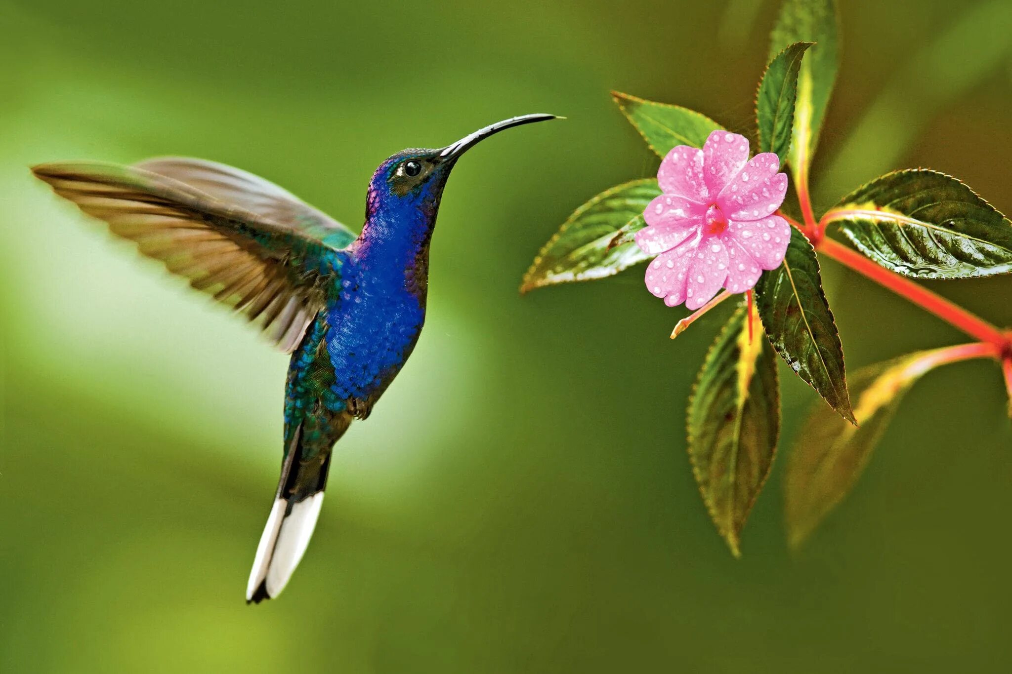 Красивые птицы фото Best Hummingbird Houses - Hummingbirds Plus