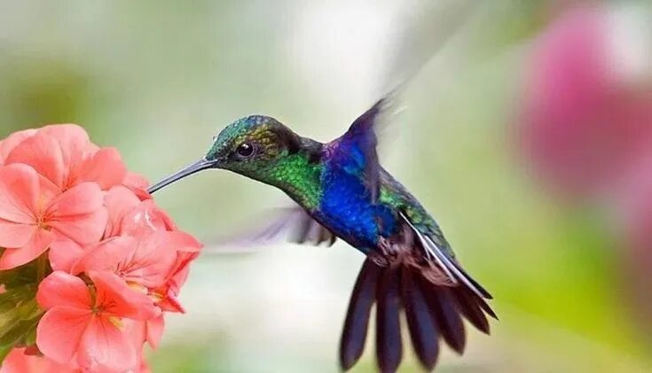 Красивые птицы фото Pin by Nando Dodel on muralito How to attract hummingbirds, Flowers that attract