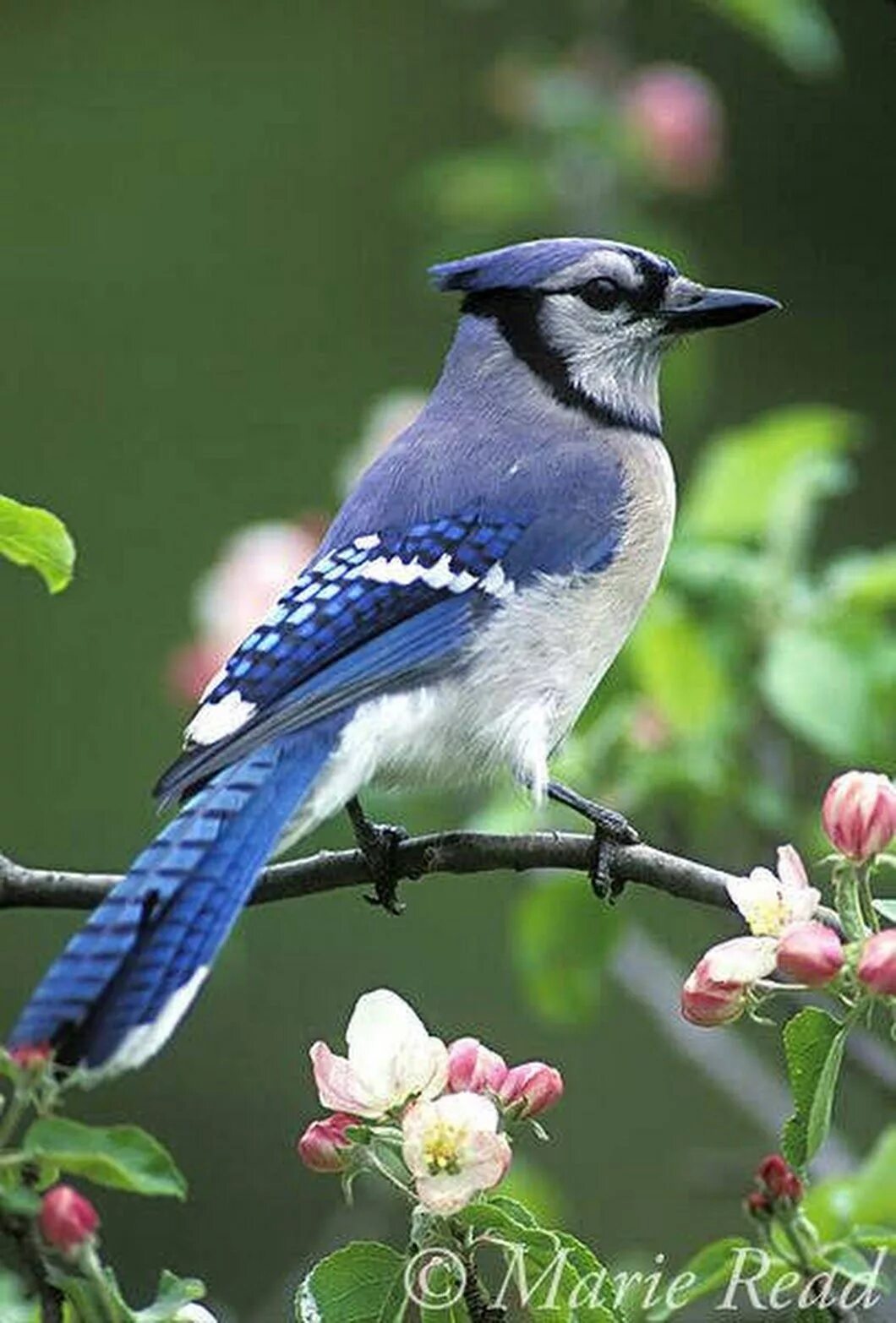 Красивые птицы фото Pin on beatiful and colorful birds