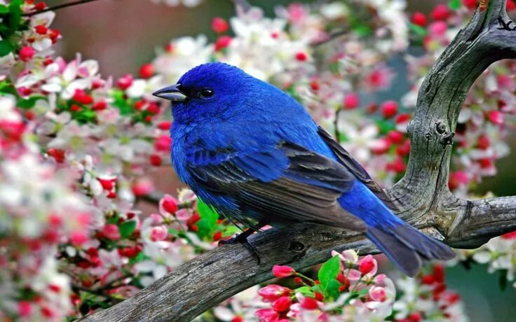 Красивые птицы фото Blue Bird with Black Wing on Tree Bird wallpaper, Bird, Beautiful birds