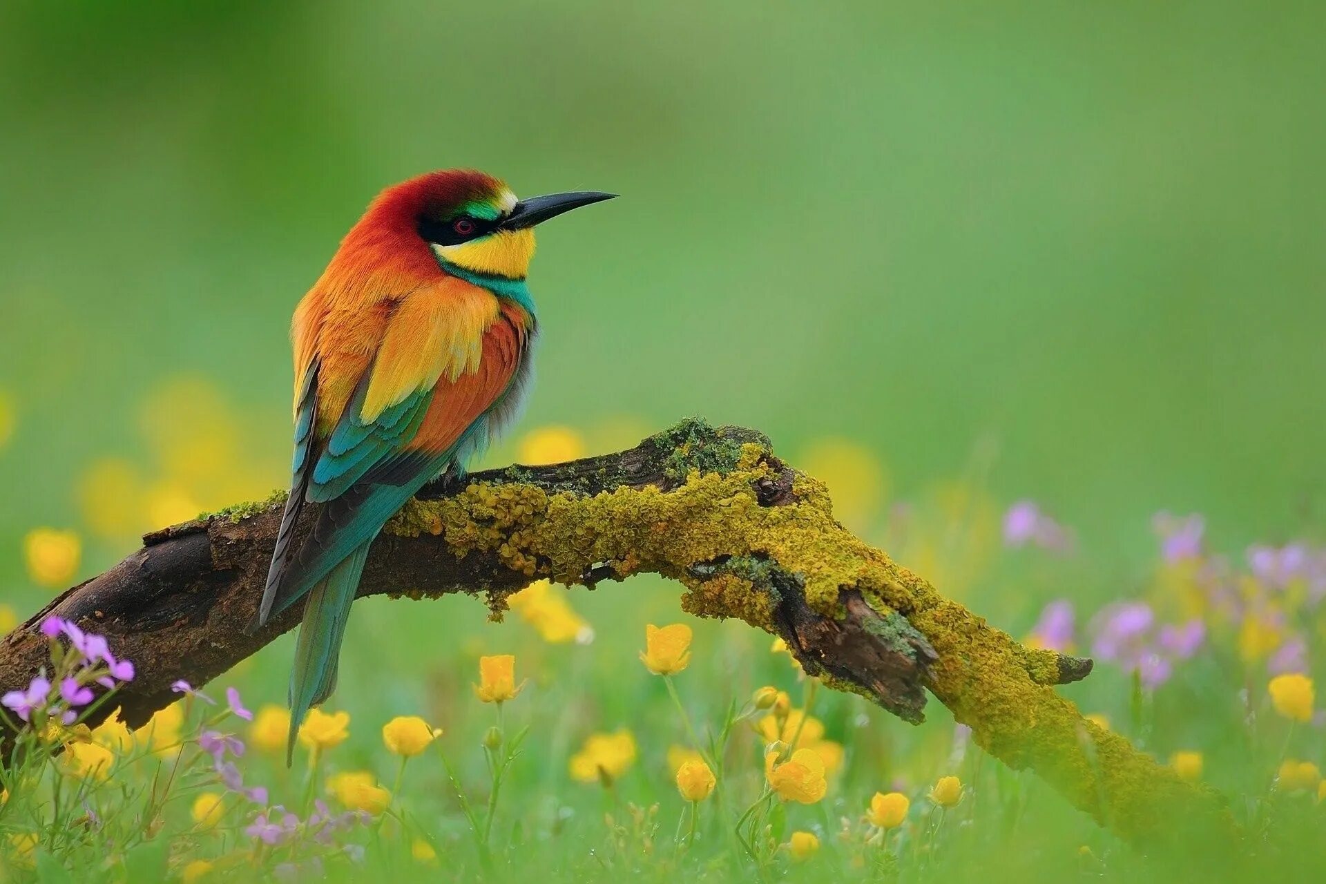 Красивые птицы фото National Geographic Wallpaper Spring Wallpaper Full HD with Wallpaper High Resol