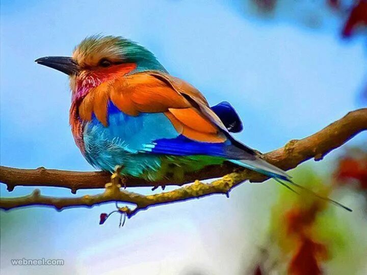 Красивые птицы фото красивых ярких Account Suspended Beautiful birds, Most beautiful birds, Pet birds