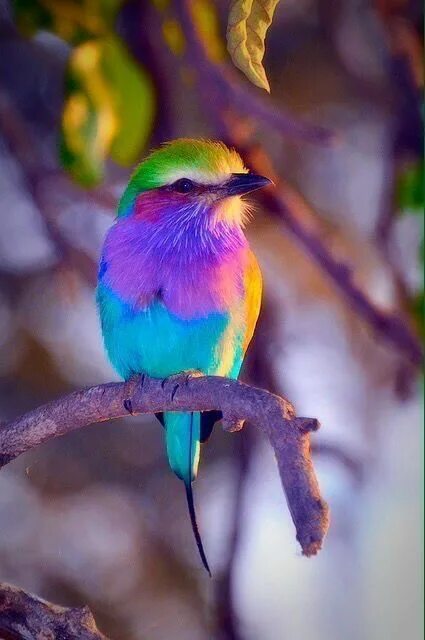 Красивые птицы фото красивых ярких Compassion: Learn it, Teach it, Share it! Aves de compañía, Fotos de aves, Pájar