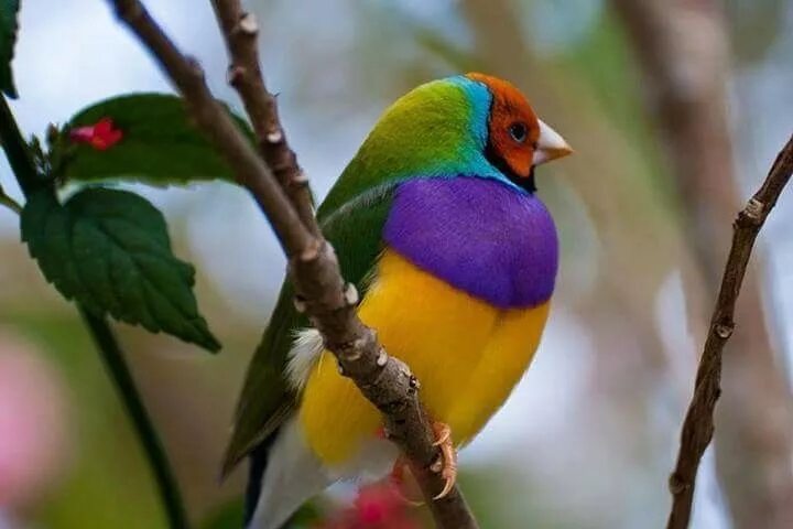 Красивые птицы фото красивых ярких Pin on Force of Nature Bird, Beautiful birds, Pet birds