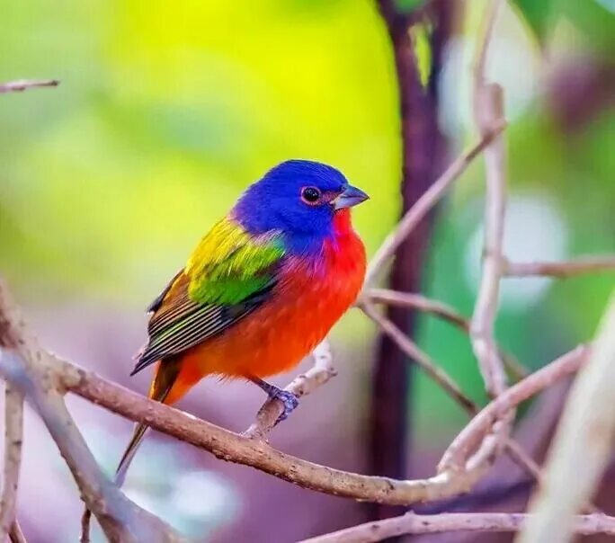 Красивые птицы фото красивых ярких Pin by Tammy Hosey on PRETTY BIRDS Painted bunting, Pet birds, Bird