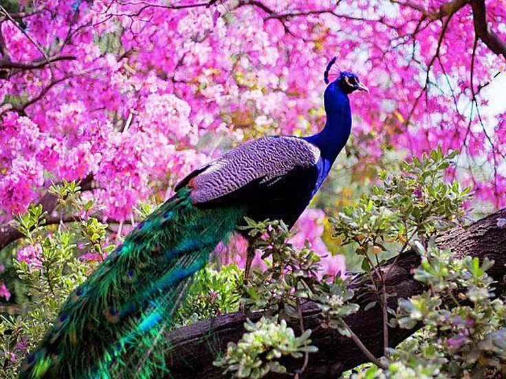 Красивые птицы фото красивых ярких Burung merak #burung #bird #peacock #merak Bird, Peacock wallpaper, Peacock imag