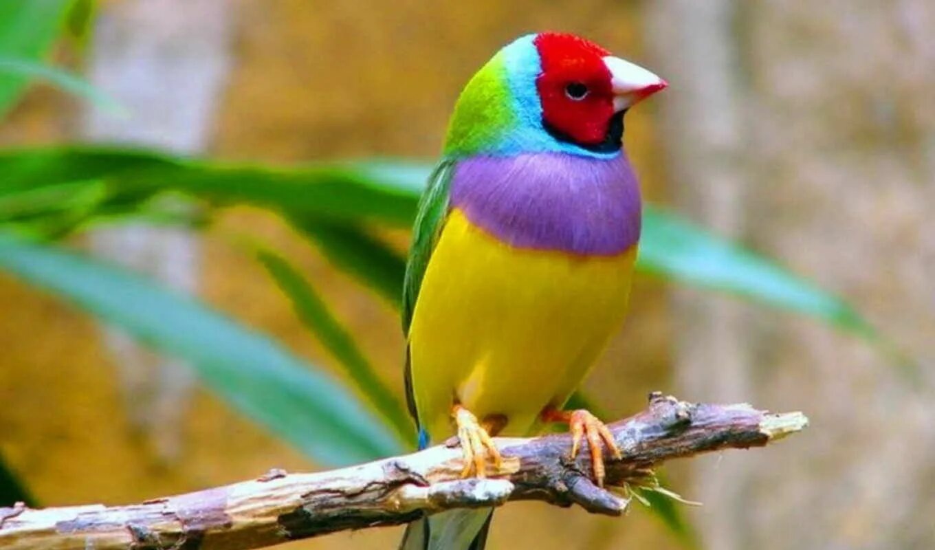 Красивые птицы фото с названиями Гульдова амадина Pet birds, Exotic birds, Beautiful birds