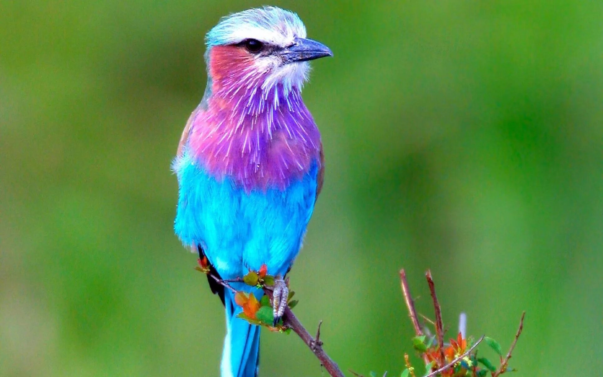 Красивые птицы фото с названиями Pin on Birds