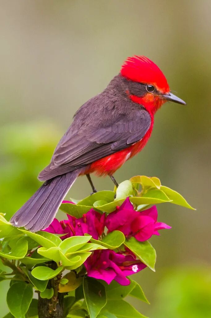 Красивые птицы мира фото Pyrocephalus rubinus Pretty birds, Beautiful birds, Birds