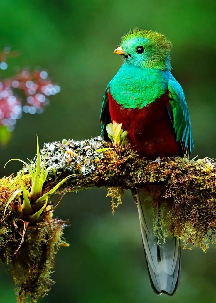 Красивые птицы мира фото 26 of the Most Colorful Birds on the Planet (And Where to Find Them) JustBirding