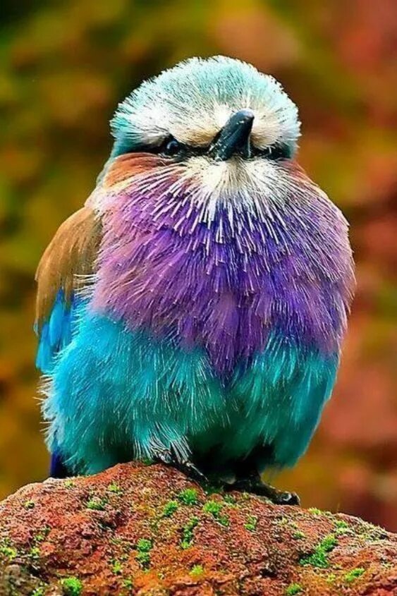 Красивые птицы мира фото Pin on Wild Birds