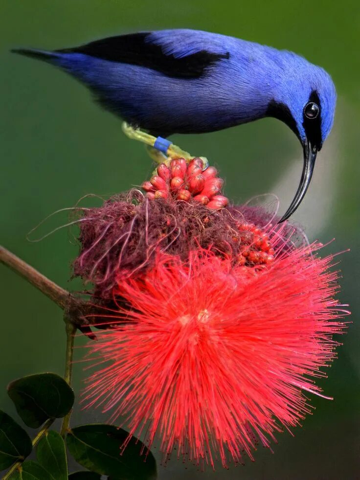 Красивые птицы мира фото In flight meal Rare birds, Birds, Beautiful birds