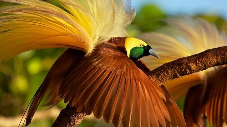 Красивые птицы мира фото bird of paradise, bird, 4k (horizontal)