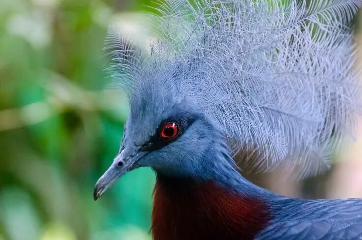 Красивые птицы мира фото Exotic Bird Free Stock Photo HD - Public Domain Pictures Most beautiful birds, B