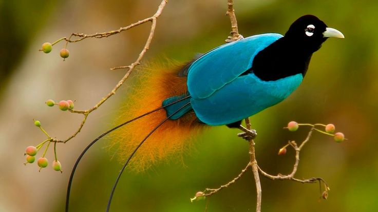 Красивые птицы мира фото Самые УДИВИТЕЛЬНЫЕ птицы Most beautiful birds, Beautiful birds, Pet birds