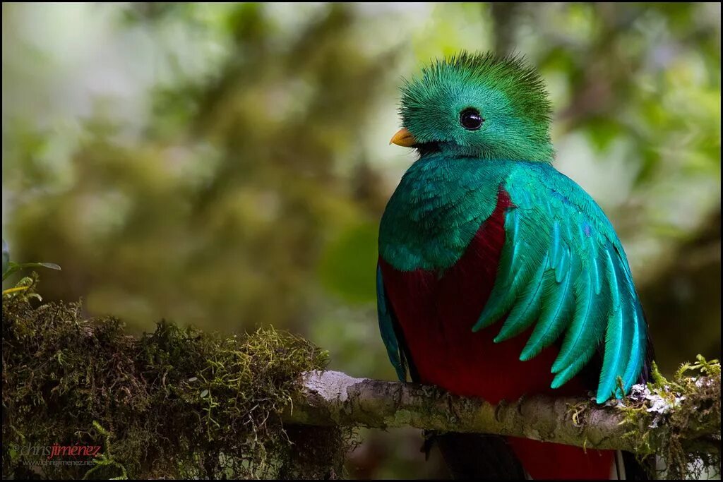 Красивые птицы мира фото Resplendent Quetzal Quetzal, Beautiful birds, Bird