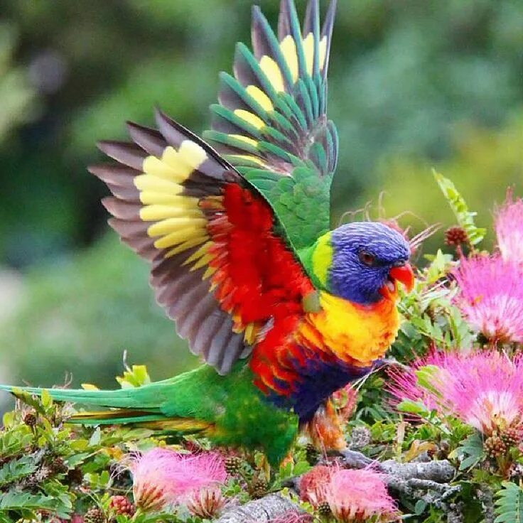 Красивые птицы мира фото I ❤ birds . . Rainbow Lorikeet, Australia Beautiful birds, Nature birds, Birds