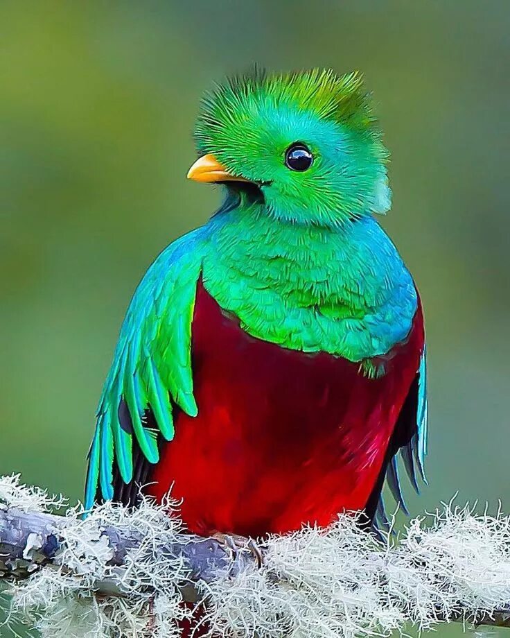 Красивые птицы мира фото На данном изображении может находиться: птица Most beautiful birds, Beautiful bi