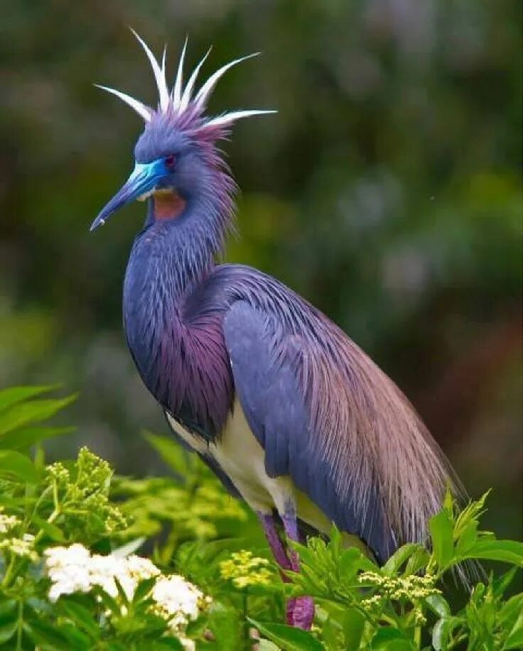Красивые птицы мира фото 12 Beautiful Purple Colored-Birds That You Didn’t Know It Before Birds, Beautifu