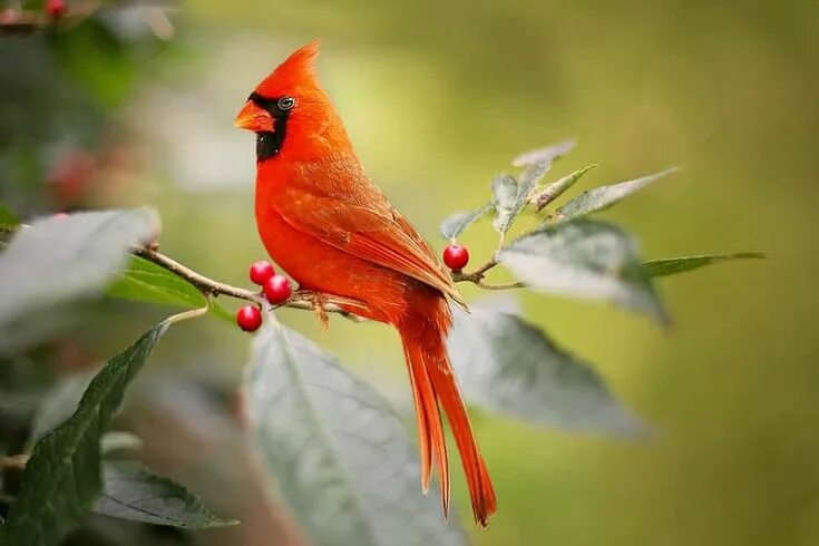 Красивые птицы мира фото What Does It Mean When You See a Cardinal Bird? - Catch Them Easy Kostenlose fot