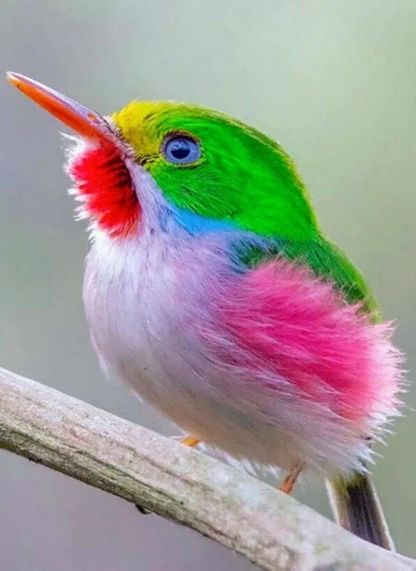 Красивые птицы мира фото flying of birds Beautiful birds, Pretty birds, Pet birds
