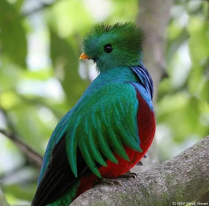 Красивые птицы мира фото с названиями Have You Ever Seen Birds More Stunning than These? El quetzal, Aves de compañía,