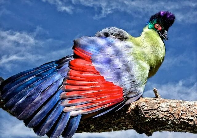Красивые птицы мира фото с названиями ADVENTURES IN NATURE - part 7 - Sandy Scott Beautiful birds, Exotic birds, Bird