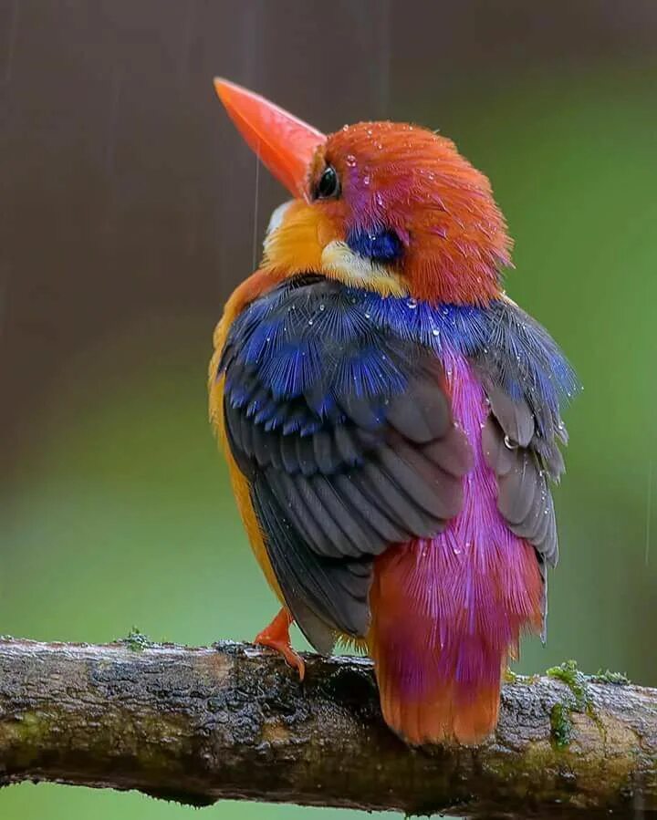 Красивые птицы мира фото с названиями Very beautiful bird Beautiful birds, Colorful birds, Pretty birds