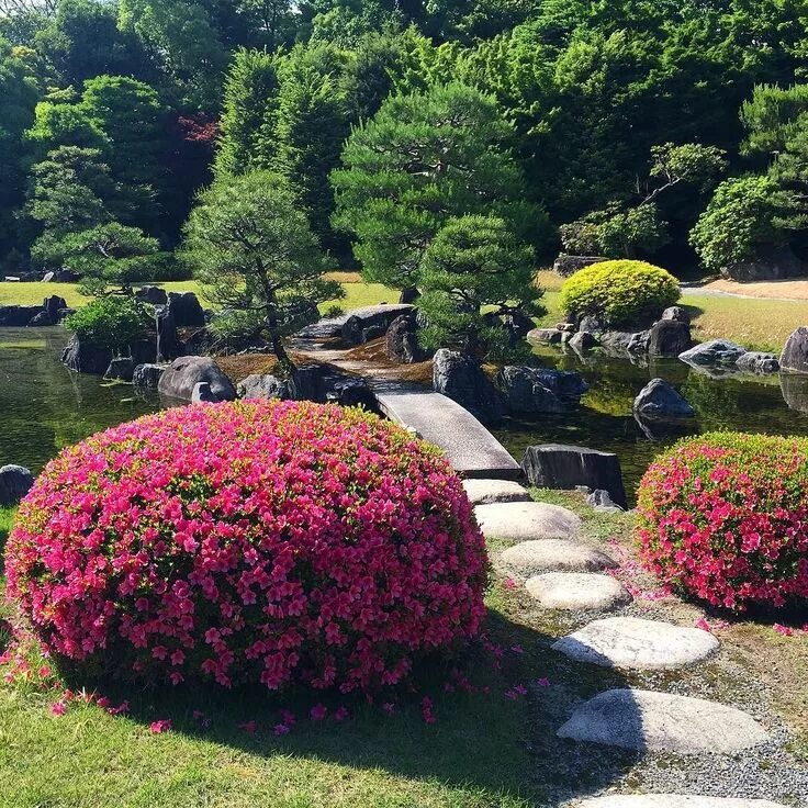 Красивые растения для ландшафтного дизайна фото Алексей Чекаев Midokoro.JP on Instagram: "Японский сад в конце мая #азалия #цвет