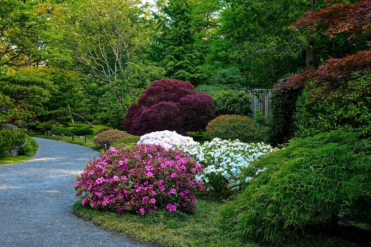 Красивые растения для сада фото Фото Сиэтл штаты Seattle Japanese Garden Природа Парки Рододендрон
