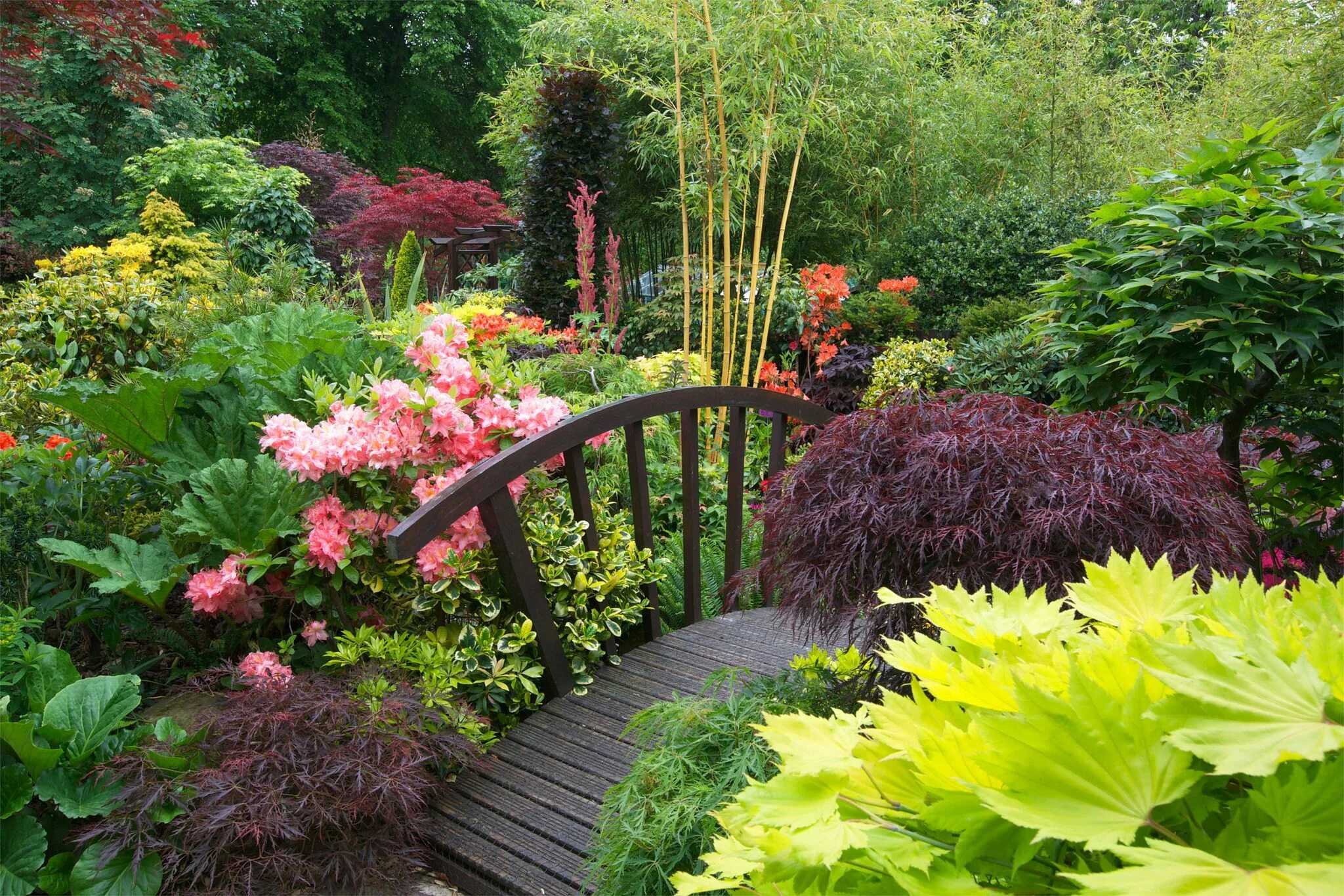 Красивые растения для сада фото Colours of early summer in the middle garden (June 3rd) Most beautiful gardens, 