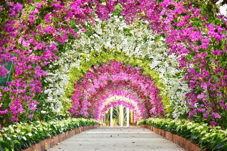 Красивые растения для сада фото 20+ Stunning Nature Tunnels That Are Like Walking Through a Fairy Tale Orchids, 