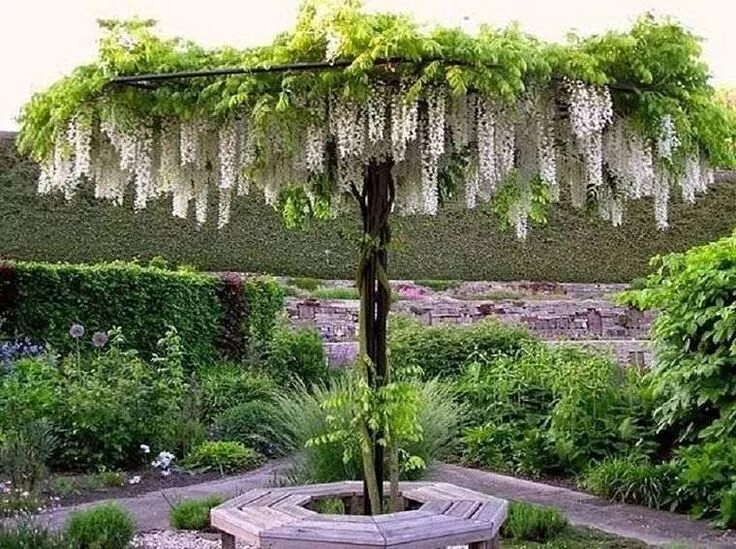 Красивые растения для сада фото Les glycines en déco de jardin