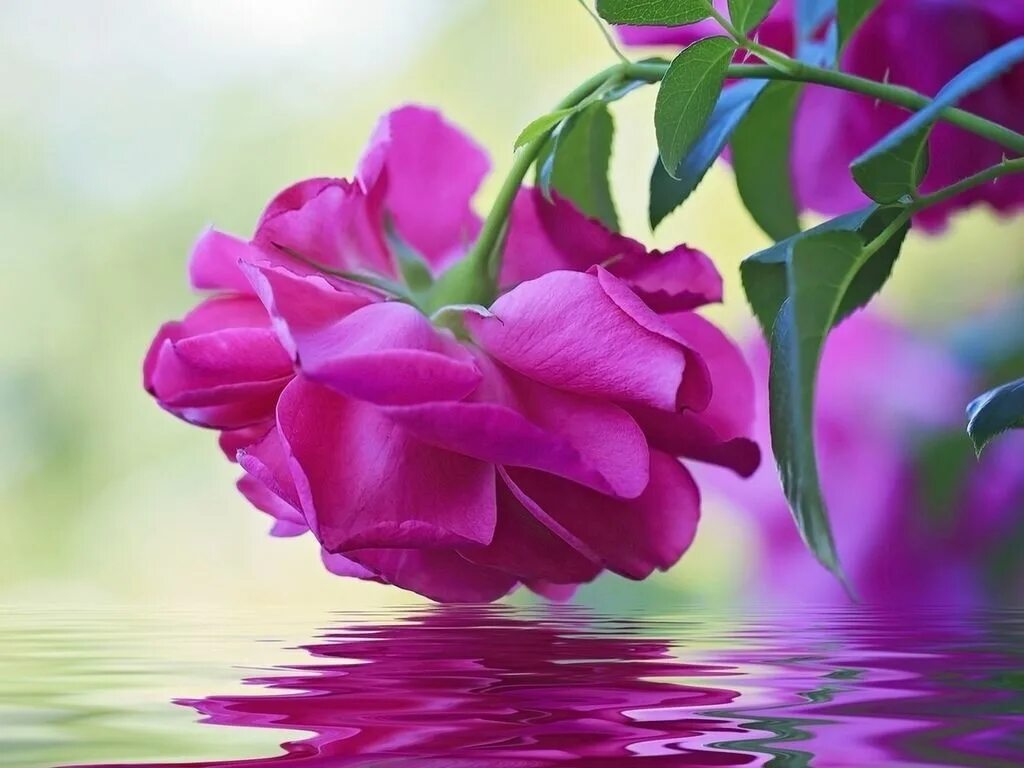 Красивые разные картинки с пожеланием Pin di mertce mertce su Doga guzellerı cıceklerımız .. Fiori, Peonie, Fiori blu