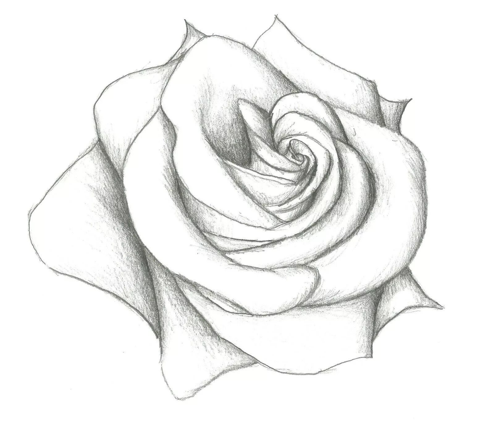 Красивые рисунки простые фото Image result for rose sketch line shading Comment dessiner une rose, Dessin rose