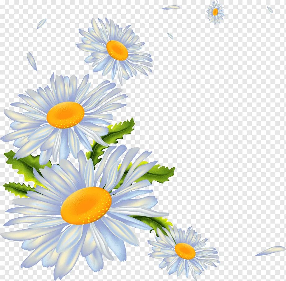 Красивые ромашки для оформления Encapsulated PostScript, chamomile, flower, chamomile, cartoon png PNGWing