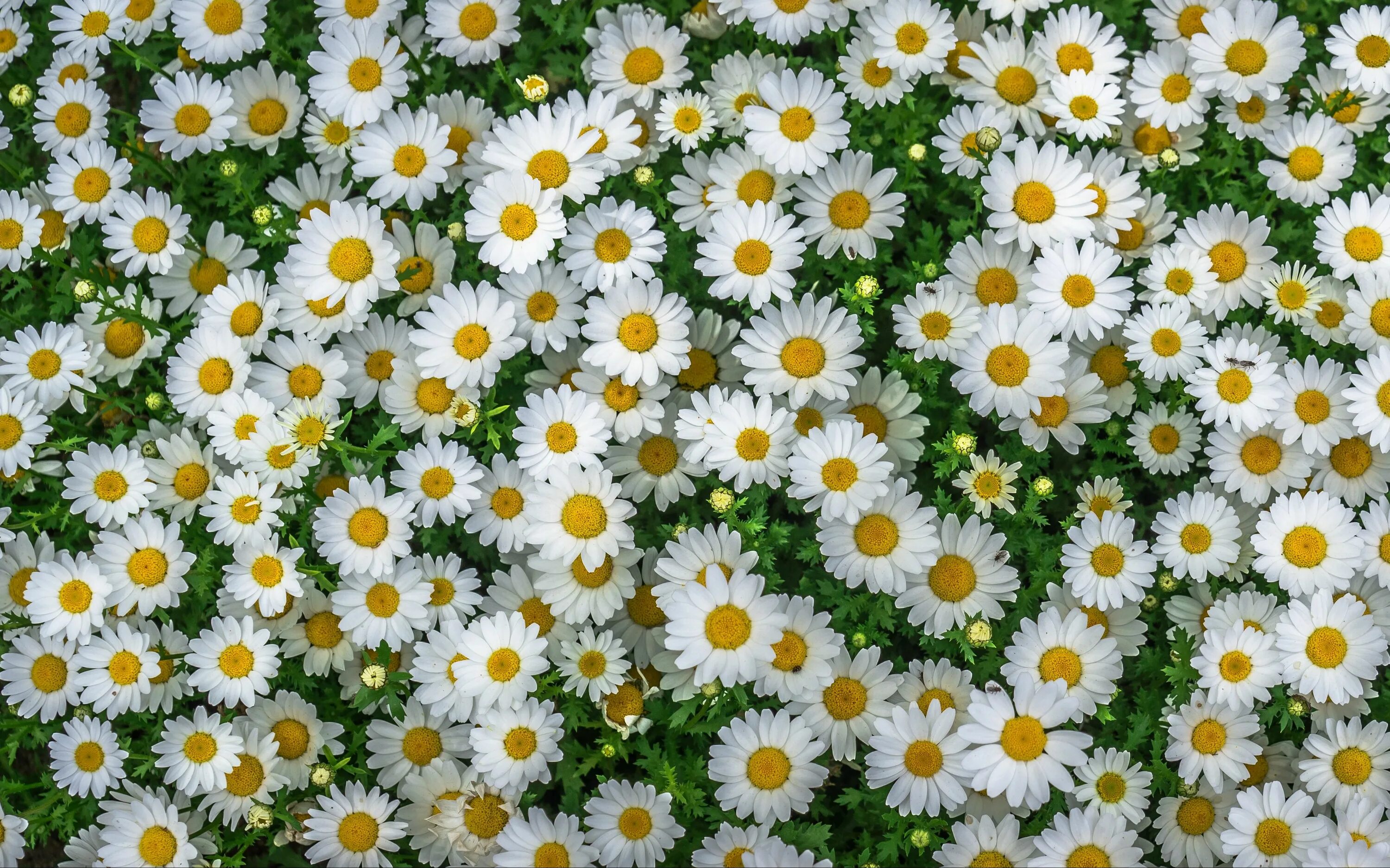 Красивые ромашки для оформления Скачать 3840x2400 ромашки, полевые, цветы, клумба обои, картинки 4k ultra hd 16: